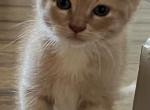 Tom - Scottish Straight Kitten For Sale - 