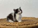 Fern - Munchkin Kitten For Sale - 