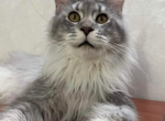 Grey - Maine Coon Cat For Sale - Marshville, NC, US