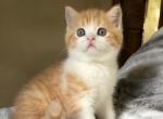 Pumpkin2 - Scottish Straight Kitten For Sale - Plymouth, MA, US