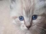 Lynx blue eyed siamese - Siamese Kitten For Sale - 