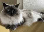 Orion - Siberian Cat For Adoption - Glendale, AZ, US