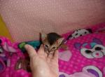 Ruddy girl now has Deposit - Abyssinian Kitten For Sale - 