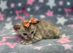 Oddball - Bengal Kitten For Sale - 