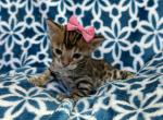 Scarlet - Bengal Kitten For Sale - Lakeland, FL, US