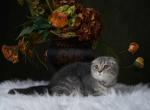 Charlie - Scottish Fold Kitten For Sale - North Richland Hills, TX, US