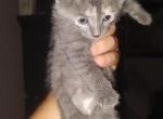 Philly - Korat Kitten For Sale - Minneapolis, MN, US