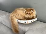 Ollie - Persian Kitten For Sale - Vancouver, WA, US