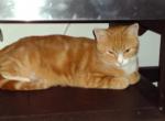 Curious George Sunny boy Mama girl - Domestic Kitten For Adoption - Mertztown, PA, US