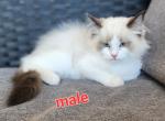 Cute Ragdolls - Ragdoll Kitten For Sale - 