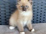 Bella - Ragdoll Kitten For Sale - Ellensburg, WA, US