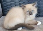 Purebred ragdoll kittens - Ragdoll Kitten For Sale - Ellensburg, WA, US