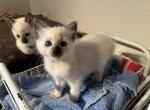 Siamese Seal Point - Siamese Kitten For Sale - Thousand Oaks, CA, US