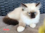 Ragdolls kittens males and females available - Ragdoll Kitten For Sale - Ellensburg, WA, US