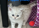 Pepper Scottish - Scottish Fold Kitten For Sale - Tracy, CA, US