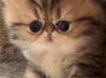 Reserved Golden shaded Princess - Persian Kitten For Sale - 