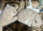 NEW LITTERS ARE HERE - Exotic Kitten For Sale - 