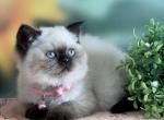 Portland Sabina Scottish Straight Kitty - Scottish Straight Kitten For Sale - Portland, OR, US