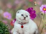 Portland Stacy Scottish Fold Kitty - Scottish Fold Kitten For Sale - Portland, OR, US