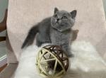 Maple - Scottish Straight Kitten For Sale - 