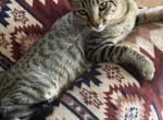 Cashmere Bengal Kittens - Bengal Kitten For Sale - Kyle, TX, US