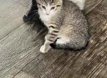 No names - Domestic Kitten For Adoption - Marysville, MI, US