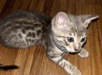 Grey Female - Bengal Kitten For Sale - 