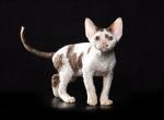 Zeron - Devon Rex Kitten For Sale - Norwalk, CT, US