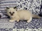 Blaze - Ragdoll Kitten For Sale - 