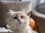 Oscar - British Shorthair Kitten For Sale - 