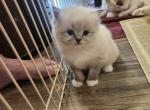 Asia's female kitten - Himalayan Kitten For Sale - Greenville, OH, US