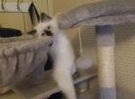 Sebastian - Ragdoll Kitten For Sale - 