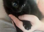 Bombay - Bombay Kitten For Sale - Brockton, MA, US