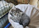 Tabby - Himalayan Kitten For Sale - Dallas, TX, US