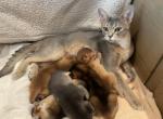 Super friendly boys - Abyssinian Kitten For Sale - Spring Hill, FL, US