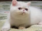 ICE ANGEL BLUE  EYED WHITE - Exotic Kitten For Sale - Tarentum, PA, US