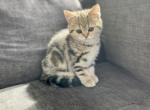 Blueberry - Scottish Fold Kitten For Sale - 