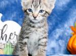 Abby - Domestic Kitten For Sale - Kansas City, MO, US