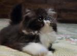 CFA REG Black and White ELH Persian baby girl - Exotic Kitten For Sale - Tarentum, PA, US