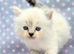 FOXYS LITTER - Ragamuffin Kitten For Sale - Fredonia, WI, US