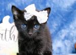 Andy and Dandy - Bombay Kitten For Sale - Kansas City, MO, US