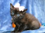 Mandy - Bombay Kitten For Sale - Kansas City, MO, US