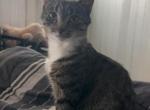 Kira - Domestic Cat For Adoption - Lincoln, RI, US