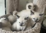 Sealpoint Siamese kittens male and female - Siamese Kitten For Sale - 