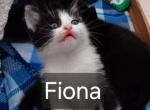 Fiona - Domestic Kitten For Adoption - 