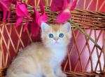 Cake - British Shorthair Kitten For Sale - 