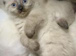 Ragdoll Siamese kittens - Ragdoll Kitten For Sale - Port Charlotte, FL, US