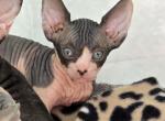 Female 2 - Sphynx Kitten For Sale - CO, US