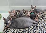 Little Love Bugs - Sphynx Kitten For Sale - CO, US