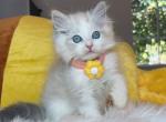 R034 - Ragdoll Kitten For Sale - Los Angeles, CA, US